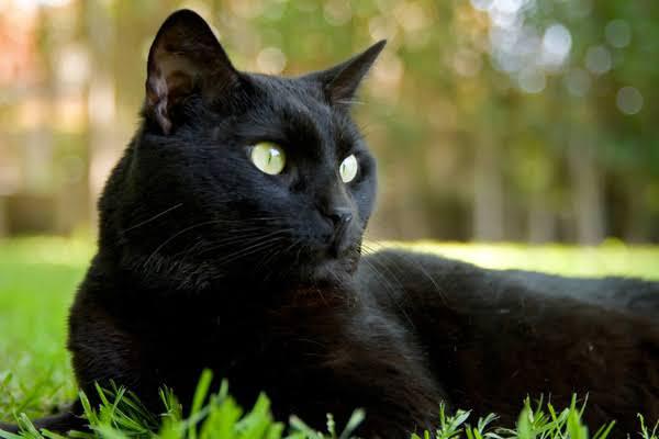 A black cat lying on grass.